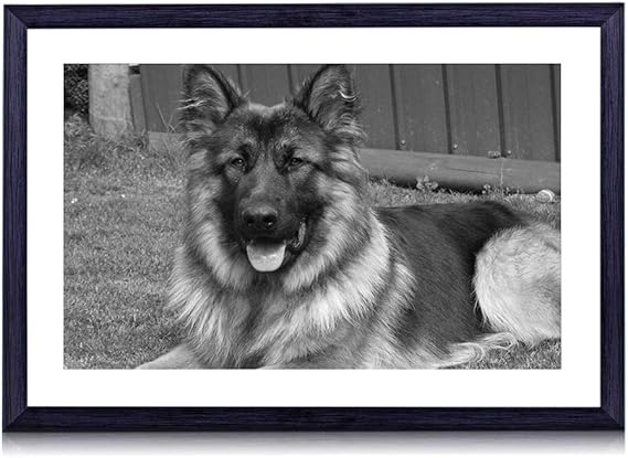Amazon Co Jp ジャーマンシェパード 動物 白黒の絵画 装飾画 壁飾り アートパネル インテリアアート 木製の枠 壁ポスター モダン 現代壁の絵 額縁付きの完成品 横 40 60cm ホーム キッチン