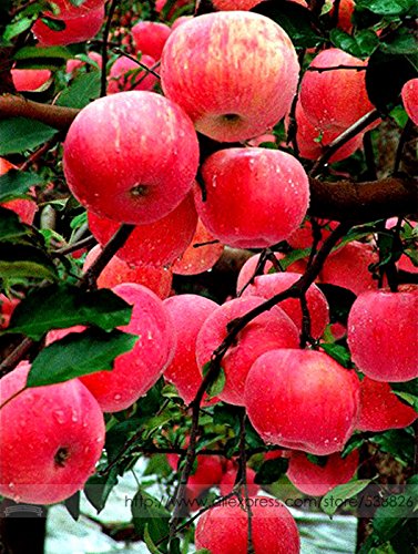 Creative Farmer Bonsai Suitable Fruit Seeds : Gala Apple Tree Plant Grow Your Own Tasty Apples Plant For Garden Balcony Bonsai Suitable Fruit Seeds Pack