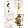 REAL BUG 4 Pc Sea Life Paperweight Collection