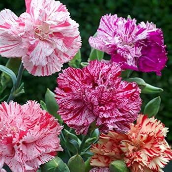 carnation chabaud outsidepride picotee