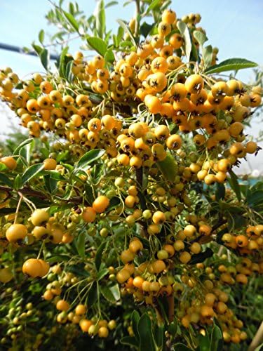 20 Pyracantha Soleil d'Or Yellow Berries (Firethorn) 2L Pot, 60-80cm (2-2.6 ft) in height, Evergreen Hedging Thorny Shrubs Plants