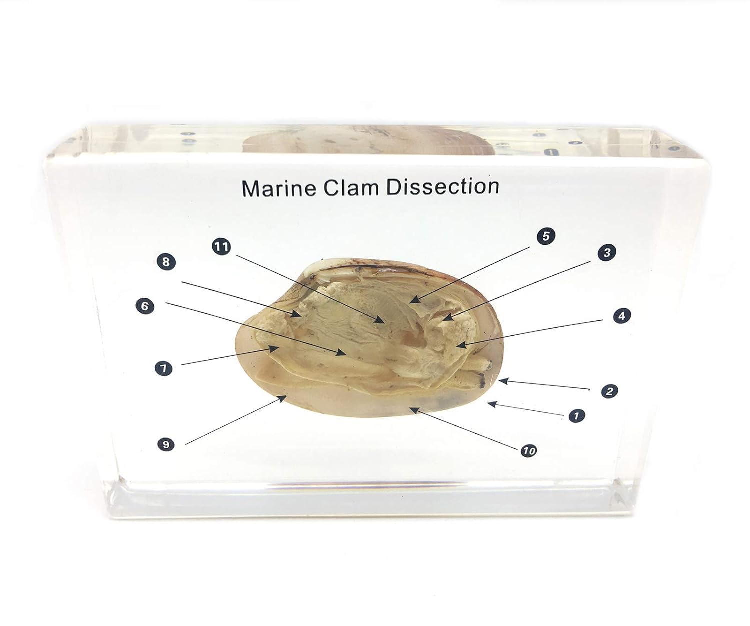 Fish Dissection Specimen in Acrylic Block Paperweights Science