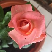 CULTIVERS Humus de Lombriz ecológico 20 kg (40 L). Abono para ...