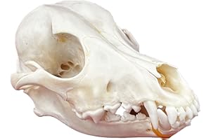 CLLOEAT Taxidermy Real Animals Skulls, Real Bones Specimen, Taxidermy Supplies for Science Education, Special Gift