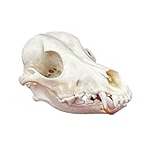 CLLOEAT Taxidermy Real Animals Skulls, Real Bones