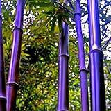 Black Purple Bamboo Seeds, 50Pcs Giant Phyllostachys Moso-Bamboo Seeds Timber Plant