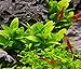 Mainam Staurogyne Repens Carpet Freshwater Bundle Live Aquarium Plant Decorations