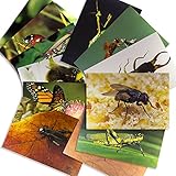 Stages Learning Materials Insects Posters for Classroom Decoration Decoration Real Photo Science Chart for Bulletin Board, Centers & Circle Time 14 Picture Cards
