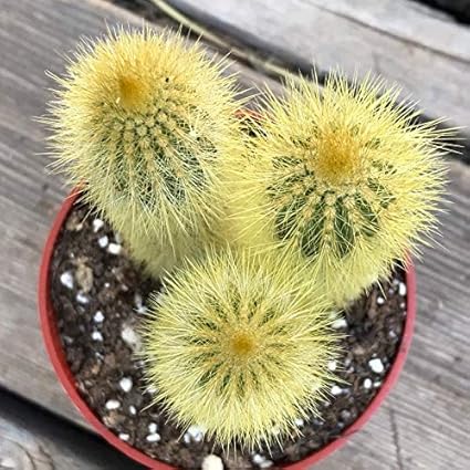 Amazon Com Parodia Leninghausii Cactus De Torre Amarilla 4 Pulgadas Planta Suculenta De Cactus Viva Espinas Amarillas De Cactus Planta De Jardin Urbano Planta De Alfeizar De Ventana Jardin Y Exteriores