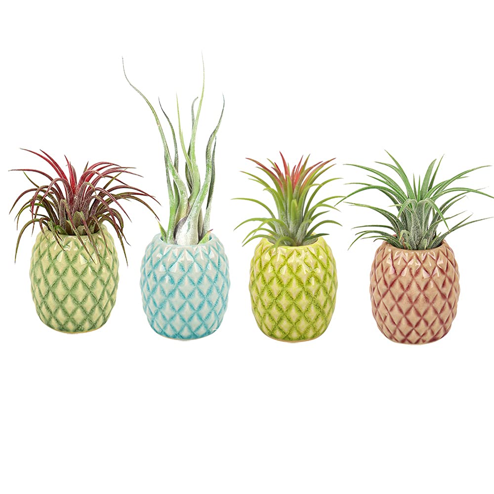 Mimeela 4 Pack Air Plant Holder Unique, Cute Pineapple Air Plant Stand Wall Planter, Ceramic Tillandsia Airplants Holders Hanging Wall Decor for Home Office (Pineapple-Small (1 x 2.1 in))