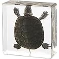 Taxidermy Turtle, Real Turtle Specimens Animal Specimen in Resin for Science Classroom Science Education, Great Gift for Fans of Taxidermy, Animal Skull, Oddities, Biology (3 x 3 x 1 inch)