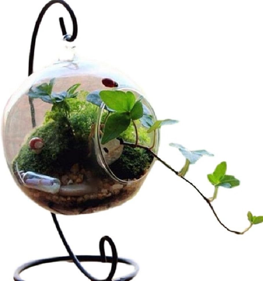 Amazon Sachi ハンギング テラリウム スタンド 付き アクアリウム 観葉植物 インテリア １２ｃｍ 丸 タイプ 観葉植物 オンライン通販