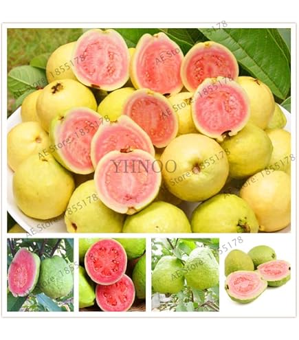 Huile De Graines De Goyave Pressée à Froid 100% Naturelle - Psidium Guajava - Soin Peau Et Cheveux