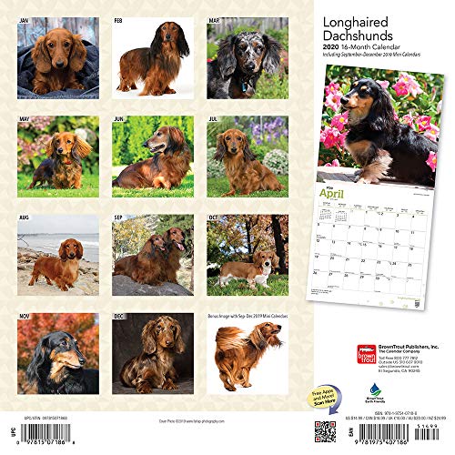 Longhaired Dachshunds 2020 12 x 12 Inch Monthly Square Wall Calendar, Animals Dog Breeds (English, French and Spanish Edition)