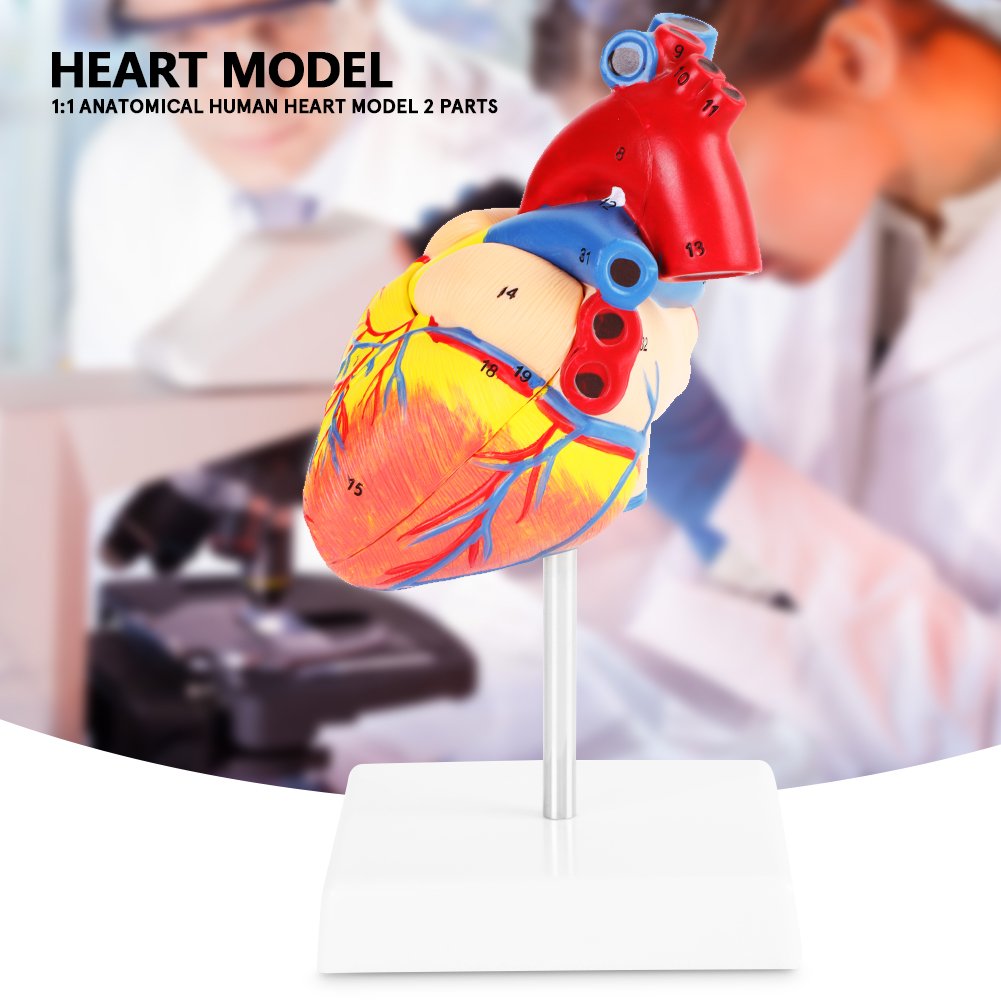 Medical Human Heart Model Anatomical 2 Parts 1:1 for School Hospital ...