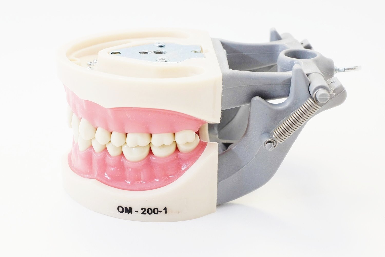 Dental Typodont Model 200 Type Kilgore Nissin Removable Teeth Buy