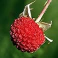 Amazon.com : Thimbleberry Raspberry Plant Live for Planting 6 to 12 ...
