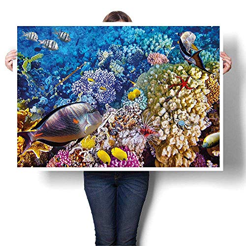 SCOCICI1588 The Picture for Home Decoration Egyptian Red Sea