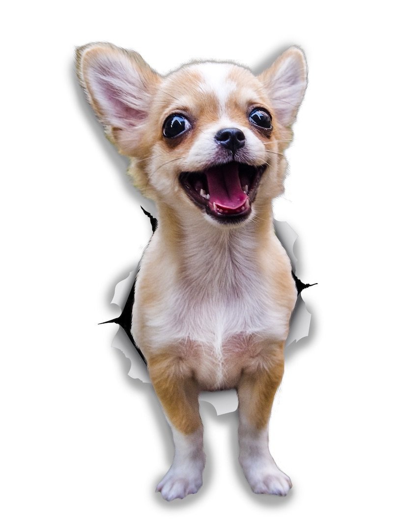 Winston & Bear 3D Dog Stickers - 2 Pack - Excited Chihuahua for Wall, Fridge, Toilet and More - Retail Packaged Excited Chihuahua Dog Stickers