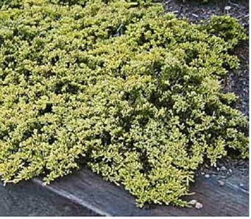 Amazon 本セット ゴールデンカーペット 樹高0 3m前後 15cmポット ごーるでんかーぺっと コニファー 販売 苗 植木 苗木 庭木 グランドカバー 下草 寄せ植え 低木 植木