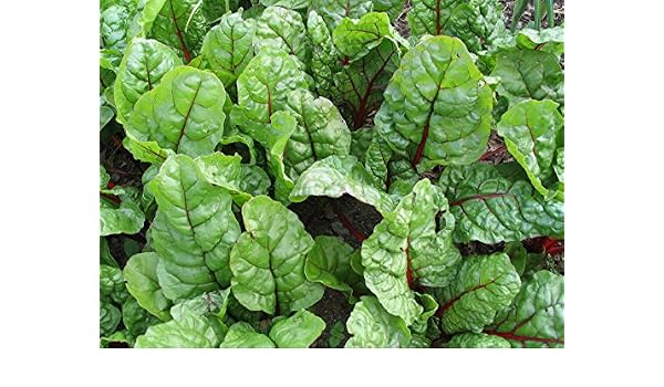 200 semillas Acelga roja Jumbo Pack de no GMO paquetes adicionales ...