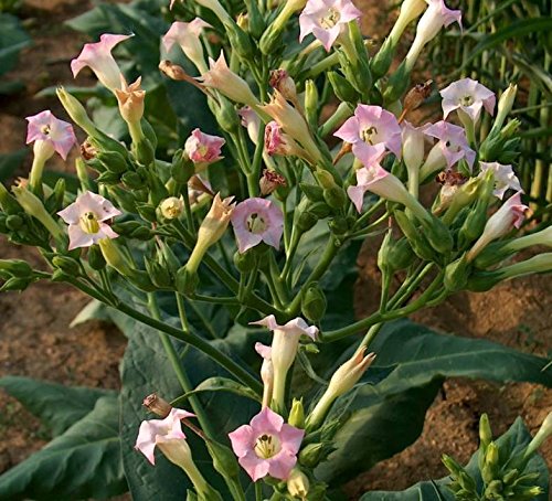 Asklepios-seeds® - 3000 Samen Nicotiana tabacum, Rauchtabak, Virginia Tabak