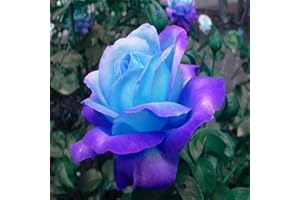 Rare Blue Pink Roses Seeds for Planting, Hybrid, Perennial Shrub, 50 Seeds
