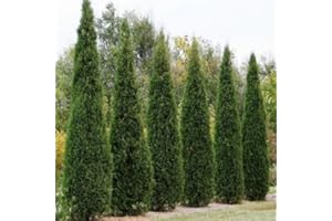 SVI Eastern Red Cedar Tree Seeds (Juniperus virginiana) 25+Seeds