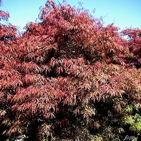 Schlitz-Ahorn 'Crimson Princess'