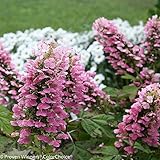 Gatsby Pink Hydrangea - 4