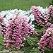Gatsby Pink Hydrangea - 4" pot - Proven Winners