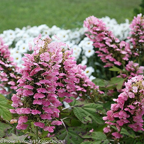 Gatsby Pink Hydrangea - 4 Gatsby Pink Hydrangea - 4