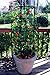 Clever Gardener Vertical Black Plant Cage, 18