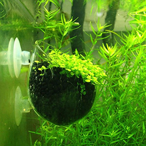 Aquarium Plants Seeds Aquatic Glossostigma Hemianthus Callitrichoides Water Grass Seeds for Fish Tank Rock Lawn Garden Decor -Small Leaf