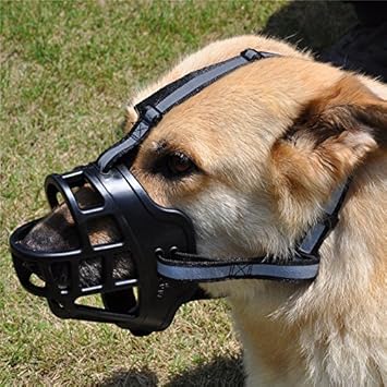 muzzle training for biting