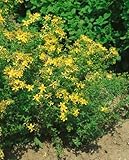 St. John's Wort Seeds - Hypericum Perforatum - .05 Grams - Approx 400 Gardening Seeds - Herb Garden Seed
