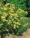 St. John's Wort Seeds - Hypericum Perforatum - .05 Grams - Approx 400 Gardening Seeds - Herb Garden Seed