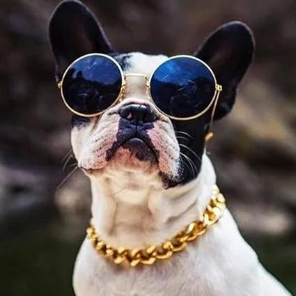 gold plated dog collar