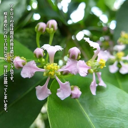Amazon アセロラ ポット苗 沖縄県産 品種不明 Diy 工具 ガーデン