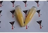 Antsrus Protein Shake for queen and ants! (2 vials)