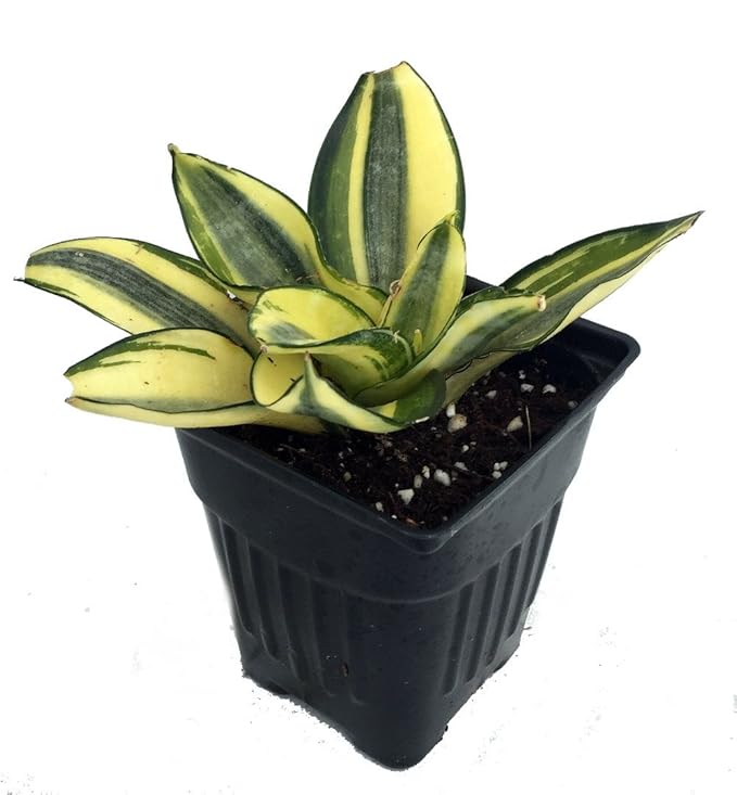 Creme &amp; Green Dwarf Snake Plant Impossible