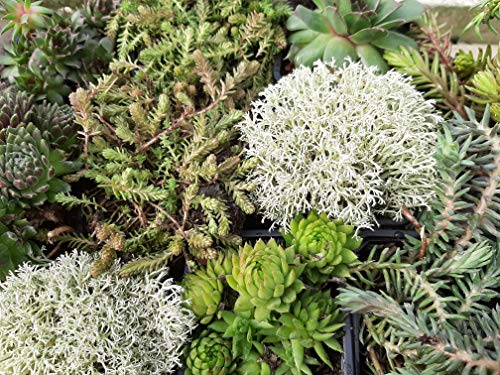 Wunderschöner Steingarten-Stauden-Mix 10 Stück im Topf Sempervivum – Bild 2