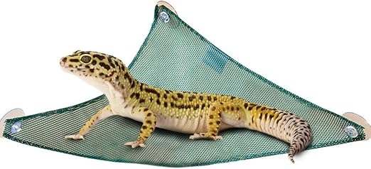 chameleons pet lizards