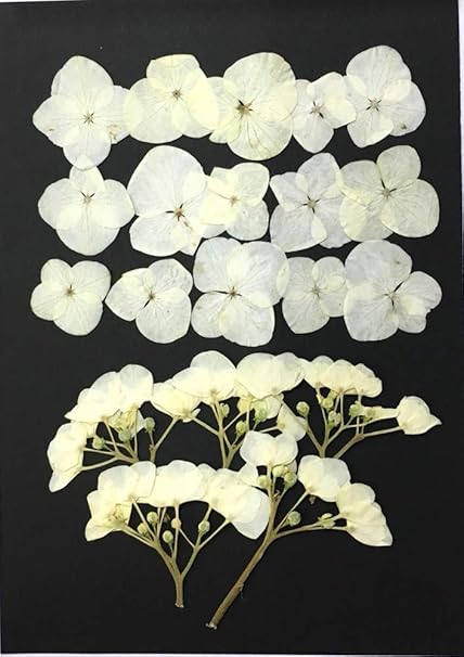 Amazon Co Jp コンパクト 押し花 あじさい アイボリー 花15枚 茎つき5本 枚をパックにしてお届け Uvレジン 押し花アート アクセサリー ウェルカムボード 結婚証明書 子育て感謝状 家電 カメラ