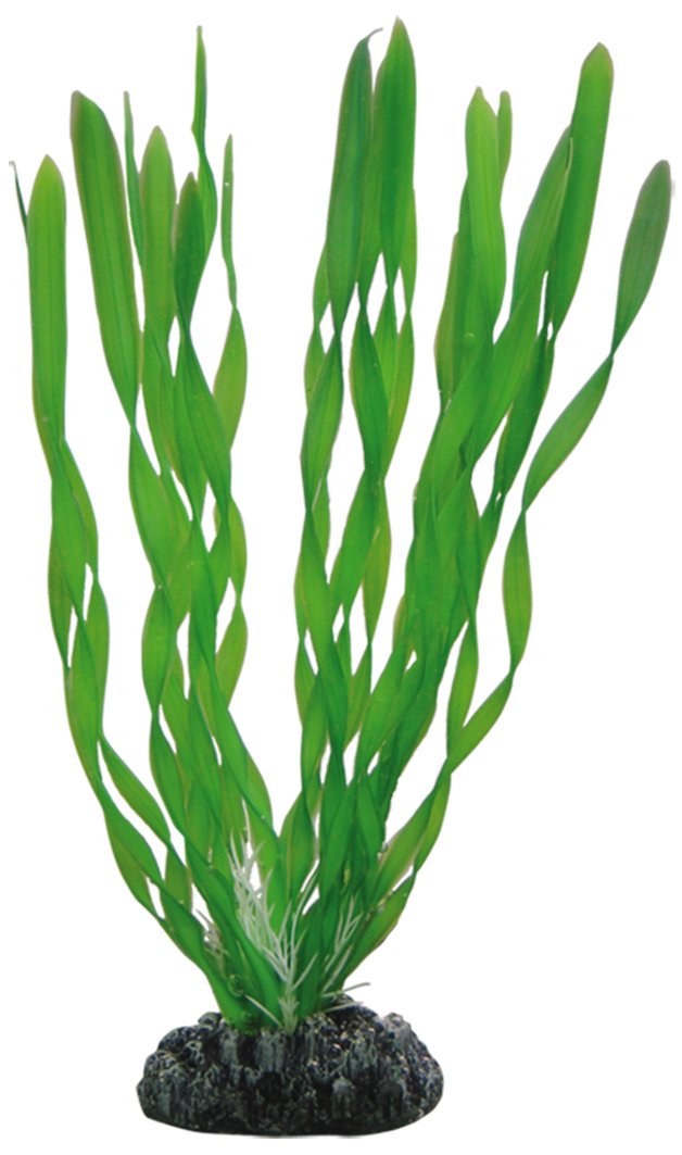 Hobby Vallisneria - 20 cm