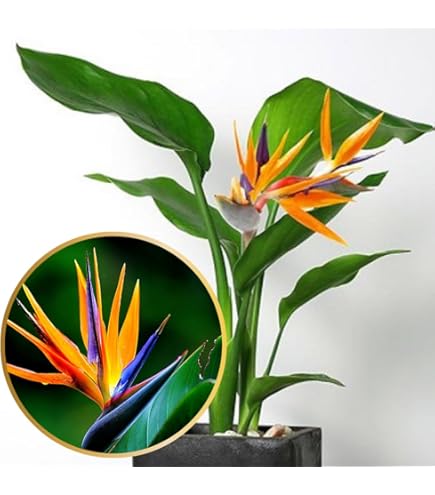 vitamin RHirotaka bird of paradise Amazon.com : TPS NUTRIENTS Bird of Paradise Fertilizer for