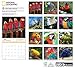 National Geographic Parrots 2019 Wall Calendar