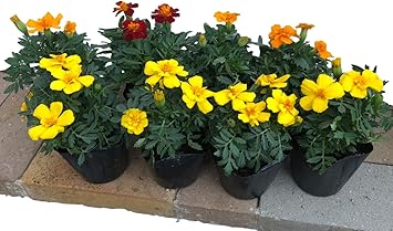 Amazon Co Jp 初心者の方にも 新鮮マリーゴールド Mix 8ポットセット 秋まで咲いて永く楽しめる ベテラン契約生産者さんが心を込めて育てた 花苗 おまかせ 園芸 ガーデニング 寄せ植え 鉢花 鉢植え 苗木 花苗 誕生日 記念日 プレゼント 贈り物 マリーゴールドmix