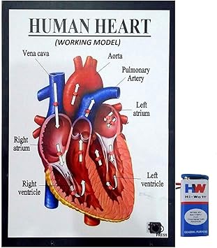 MELODYs Human Heart Working Model Science Project