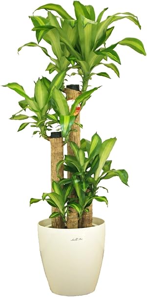 Amazon Co Jp 観葉植物 幸福の木 ドラセナ 8号プラスチック鉢 鉢カバー付 Diy 工具 ガーデン